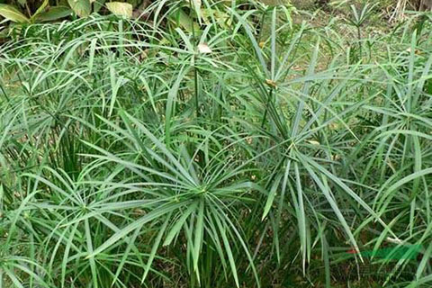 水中微生物、水生植物對人工濕地的影響