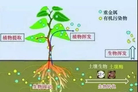 微生物修復技術(shù)的開發(fā)