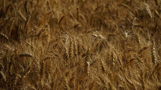 華清 土壤污染 華清 土壤污染