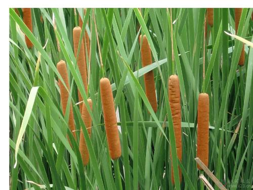 香蒲能有效地吸收硒，特別是硒酸鹽